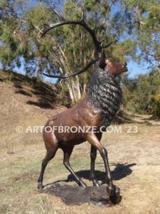 Spectacular standing elk with head turned bellowing bronze statue