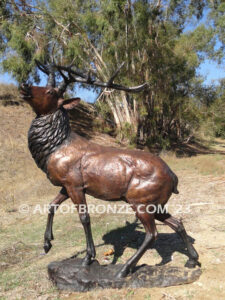 Spectacular standing elk with head turned bellowing bronze statue