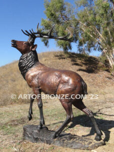 Spectacular standing elk with head turned bellowing bronze statue