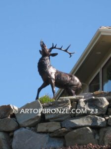 Spectacular standing elk with head turned bellowing bronze statue