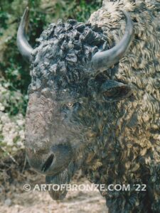 American Bison standing bronze bison monumental sculpture herd for school, corporate or private residence