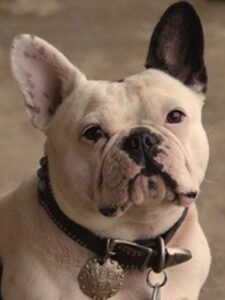 Queen Bea French bulldog bronze statue memorial